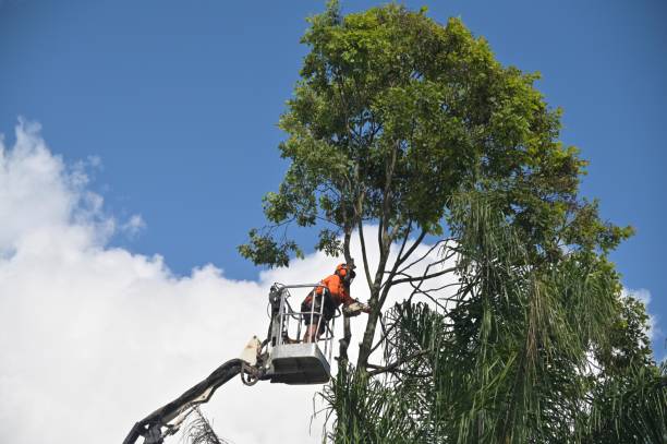 How Our Tree Care Process Works  in  Homer, AK